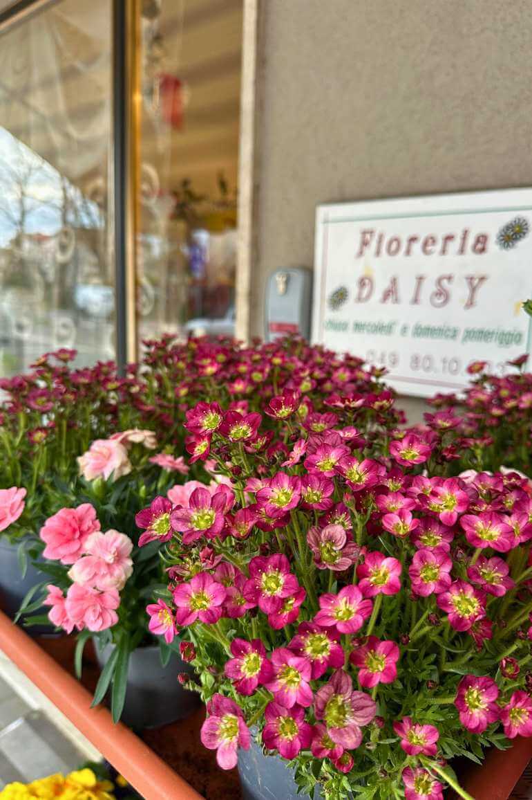 sede fioreria daisy salboro padova